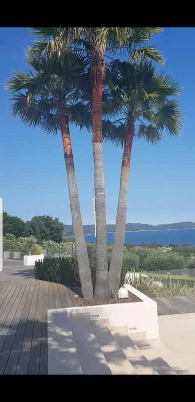 Travaux d'élagage et battage, Sainte-Maxime, Wiss Gardens