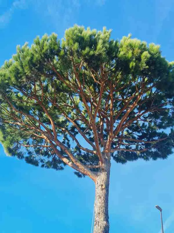 Travaux d'élagage et battage, Sainte-Maxime, Wiss Gardens