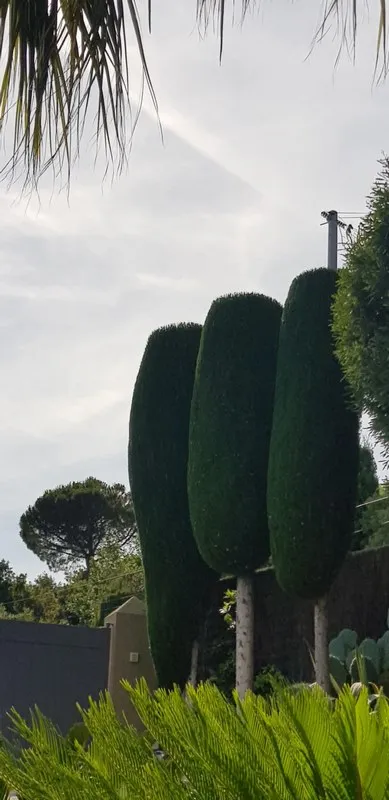 Travaux d'élagage et battage, Sainte-Maxime, Wiss Gardens