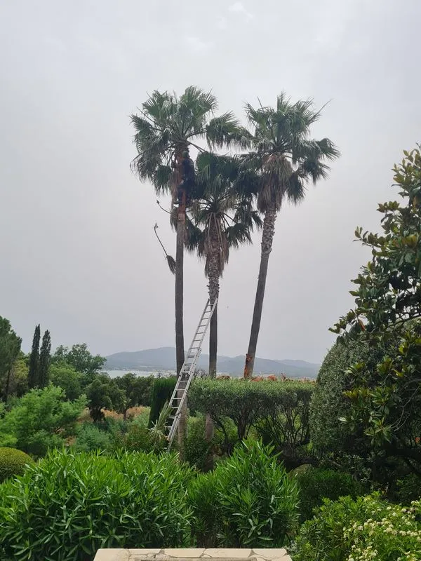 Travaux d'élagage et battage, Sainte-Maxime, Wiss Gardens