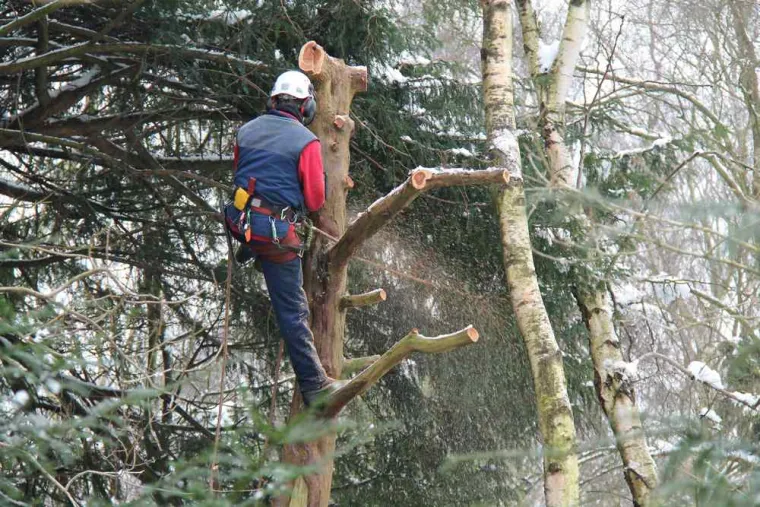 Peut-on abattre un arbre de plus de 30 ans dangereux, Sainte-Maxime, Wiss Gardens