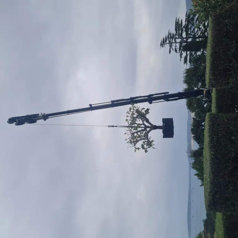 Grutage d'arbres 