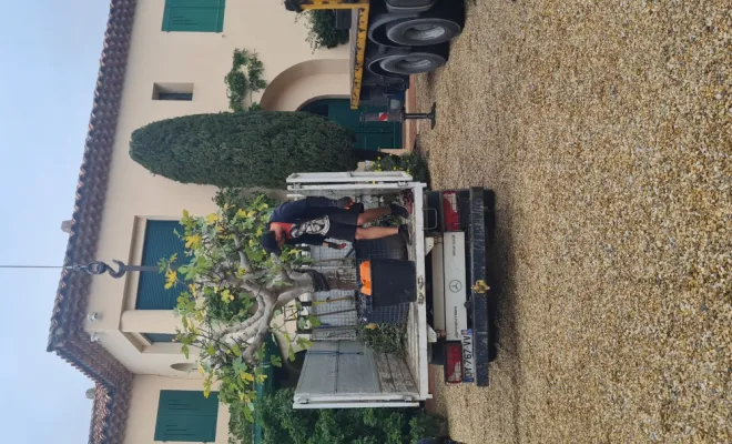 Plantation d'un figuier avec une grue à Grimaud , Sainte-Maxime, Wiss Gardens