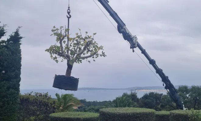 Plantation d'un figuier avec une grue à Grimaud , Sainte-Maxime, Wiss Gardens