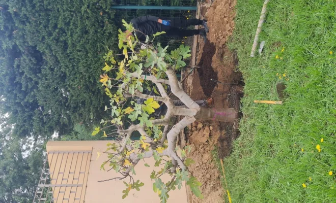 Plantation de figuier 